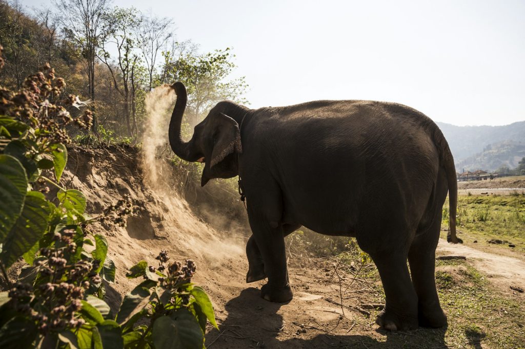 Elephant taking a dust bath in animal sanctuary, Chiang Mai, Thailand